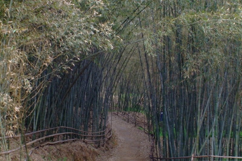 Daenamugol Bamboo Park 
