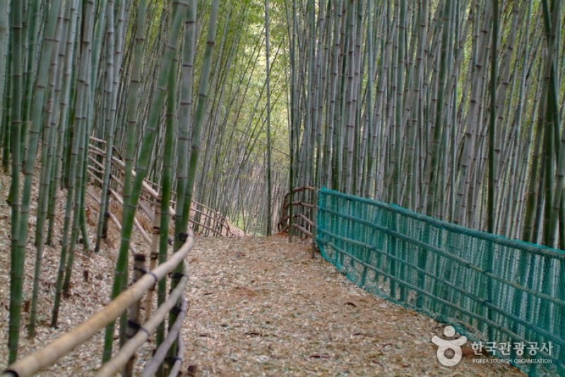 Daenamugol Bamboo Park 