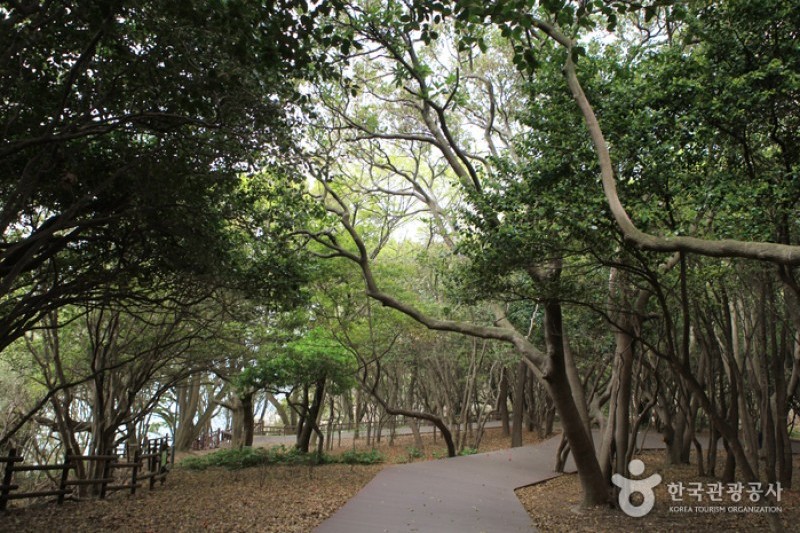 Odongdo Island  (11/20)