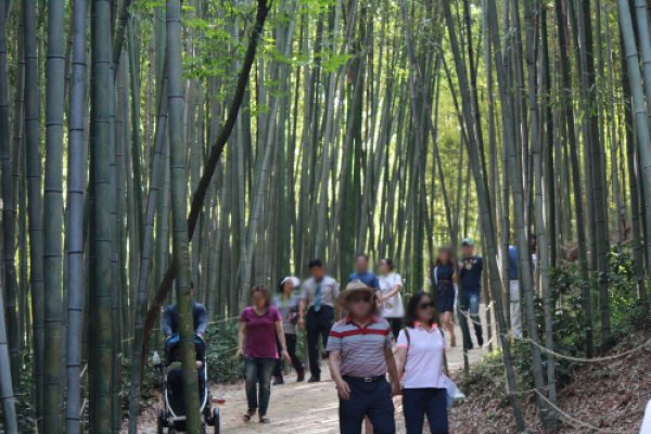 Damyang Bamboo Festival