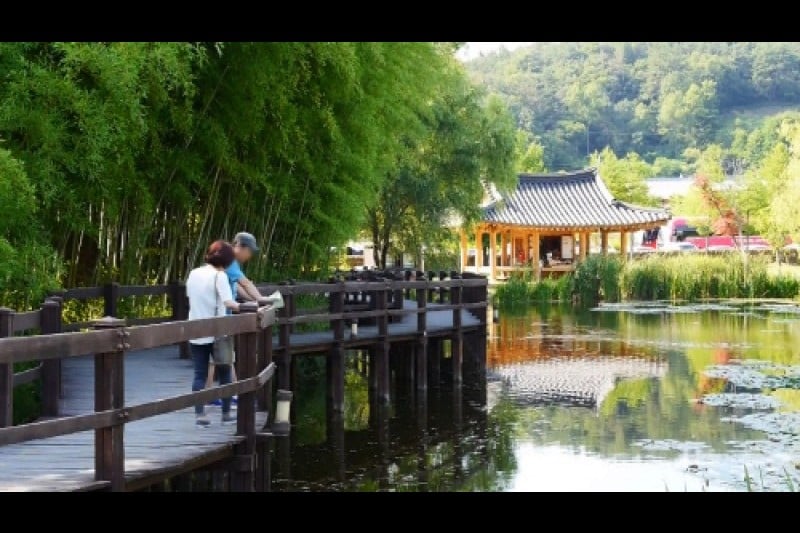 Damyang Bamboo Festival  (11/15)