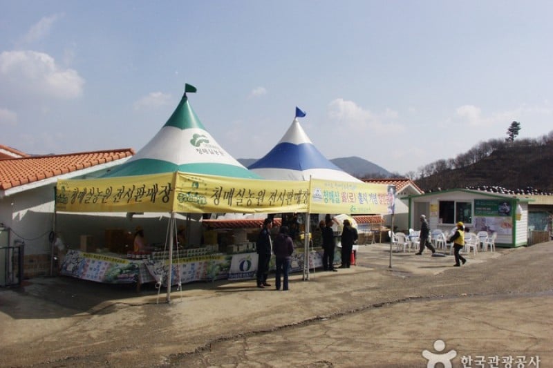 Gwangyang International Maehwa Festival  (2/14)