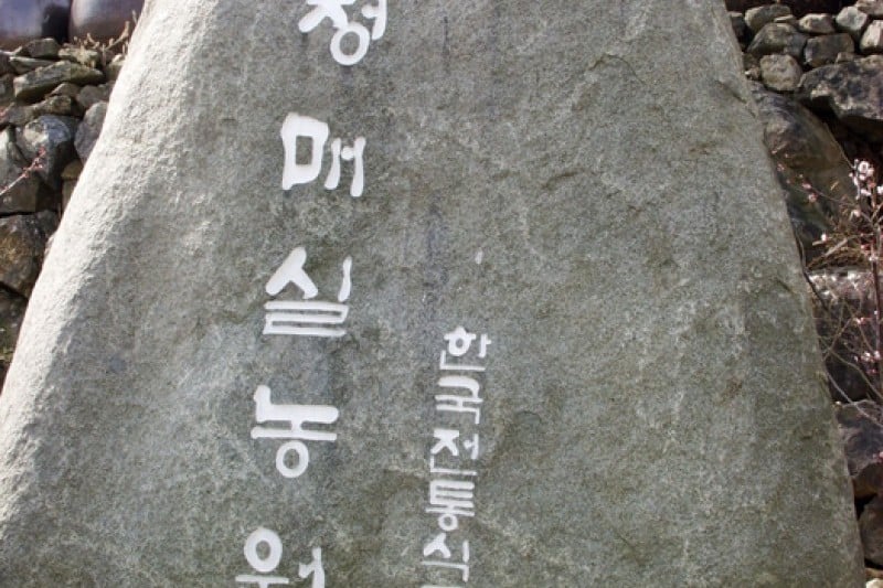Gwangyang International Maehwa Festival  (3/14)