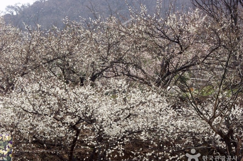 Gwangyang International Maehwa Festival  (4/14)