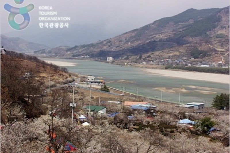 Gwangyang International Maehwa Festival  (14/14)
