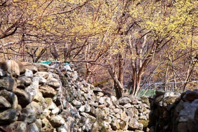 Gurye Sansuyu Festival  (3/4)