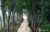 Dasan Chodang 