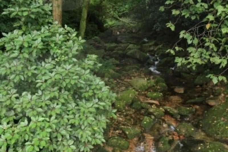 Cheongwansan Provincial Park  (18/21)