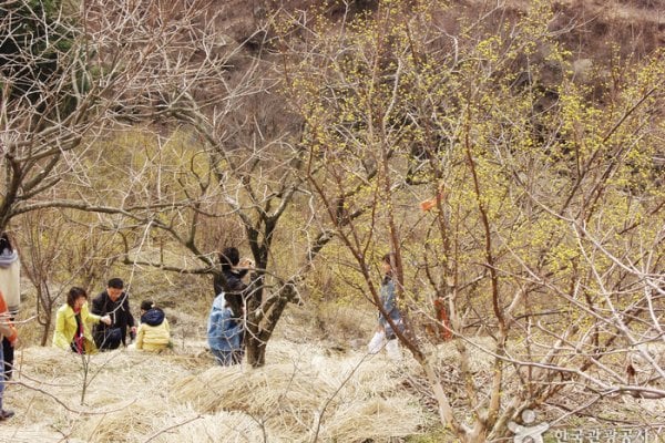 Gurye Sansuyu Village