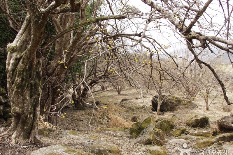 Gurye Sansuyu Village  (3/10)