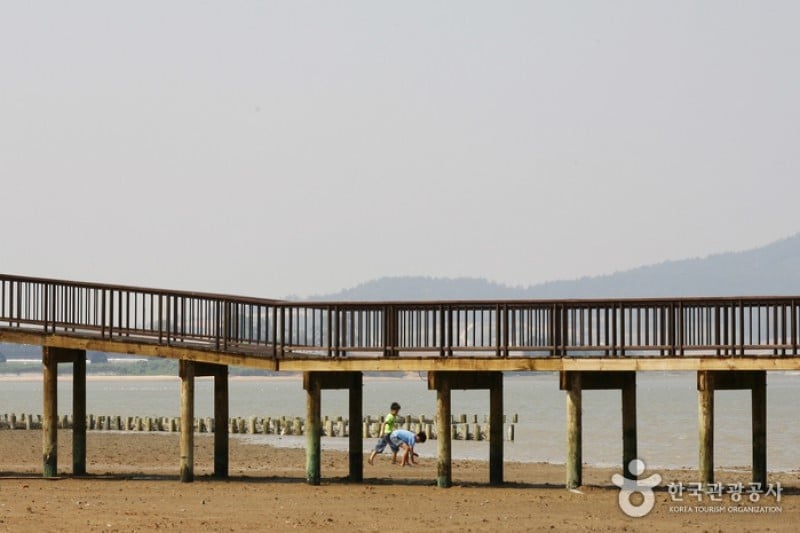 Muan Tidal Wetland Research (13/20)