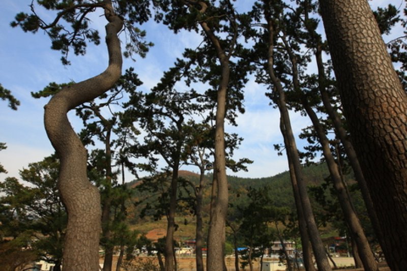 Bangjukpo Beach  (8/11)