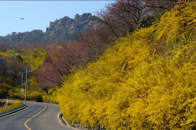 Mokpo Yudalsan Mountain Flower Festival  (8/9)