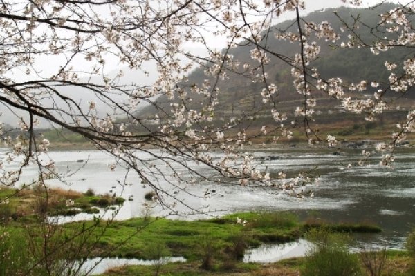Seomjingang Riverside Cherry Flower Festival