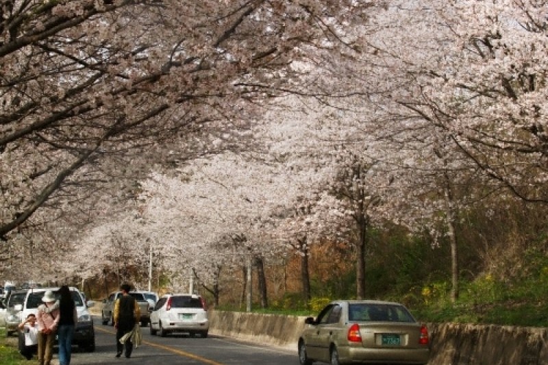 Seomjingang Riverside Cherry Flower Festival  (2/4)