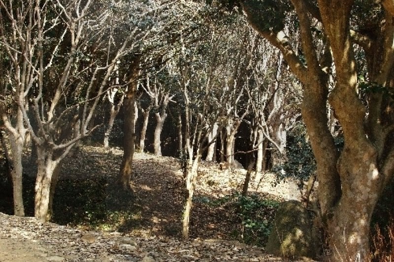 Baengnyeonsa Temple (Gangjin) (백련사-강진) (3/20)