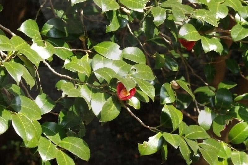 Baengnyeonsa Temple (Gangjin) (백련사-강진) (4/20)