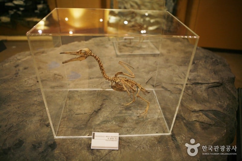 Haenam Uhangri Dinosaur Museum  (7/28)