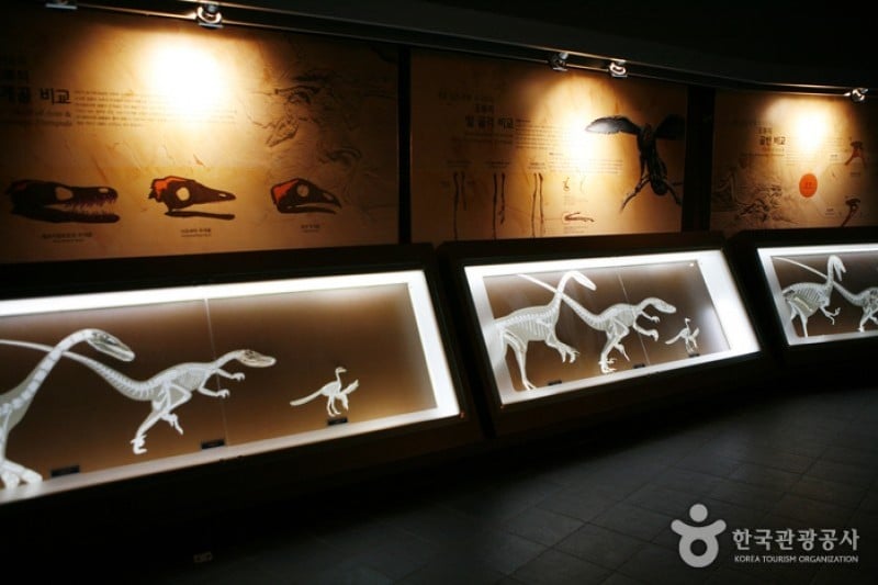 Haenam Uhangri Dinosaur Museum  (13/28)