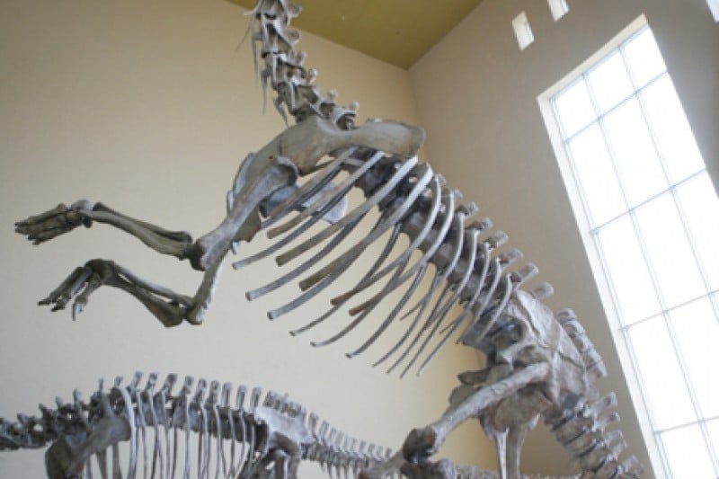 Haenam Uhangri Dinosaur Museum  (14/28)