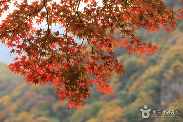 Jangseong Baegyang Maple Festival