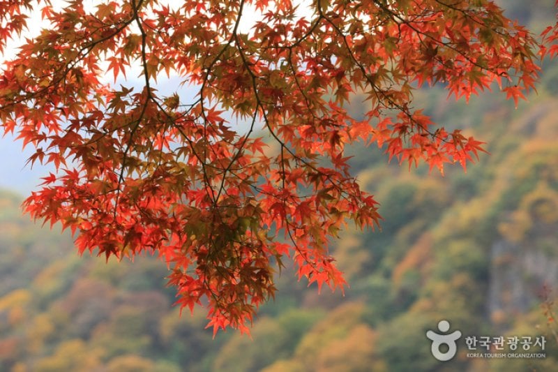 Jangseong Baegyang Maple Festival  (1/12)