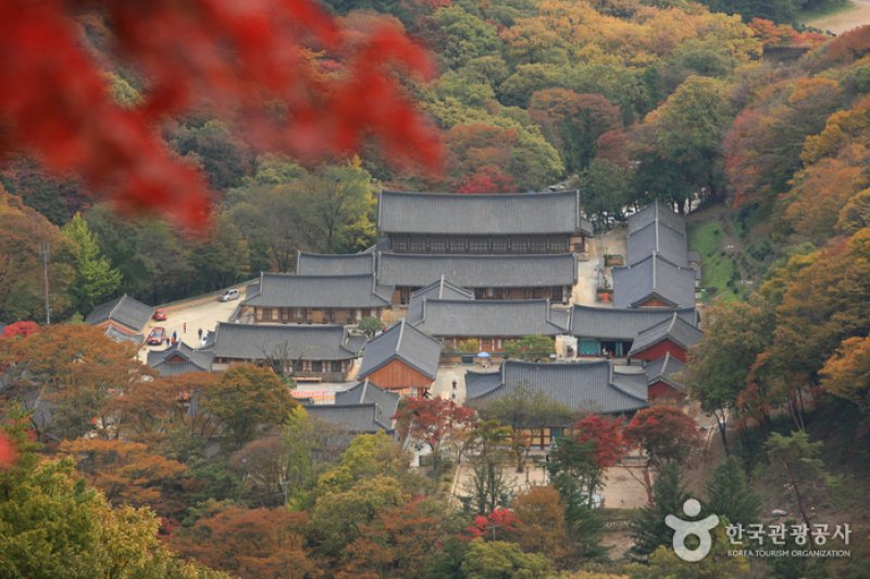 Jangseong Baegyang Maple Festival  (5/12)