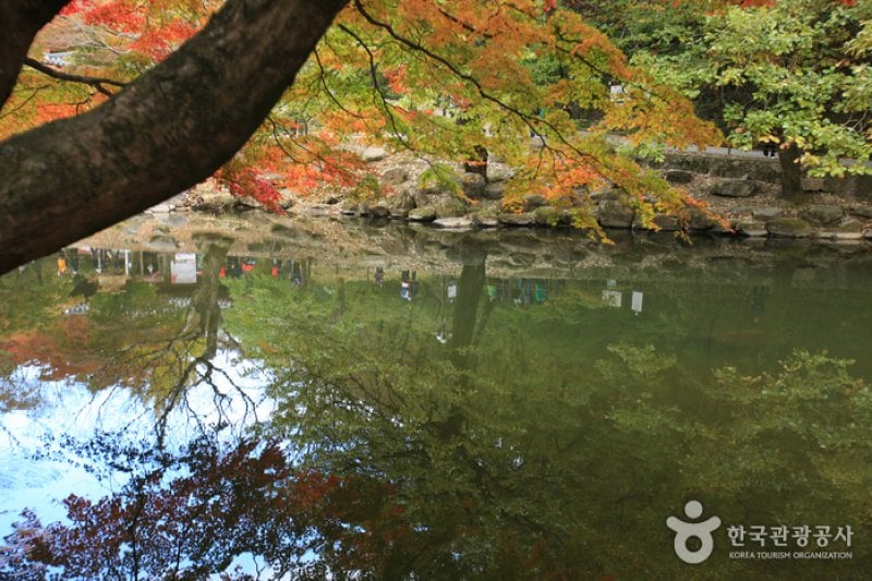 Jangseong Baegyang Maple Festival  (7/12)