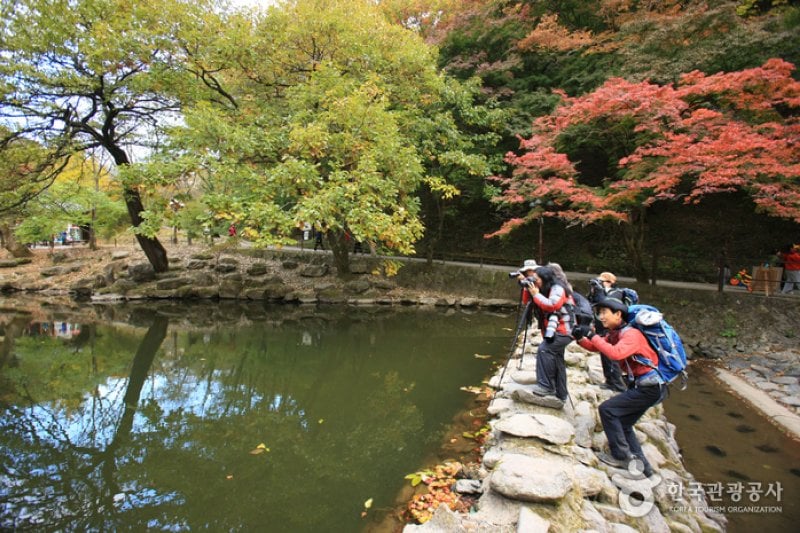Jangseong Baegyang Maple Festival  (8/12)