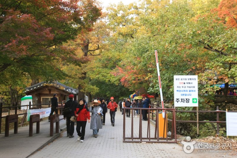 Jangseong Baegyang Maple Festival  (9/12)