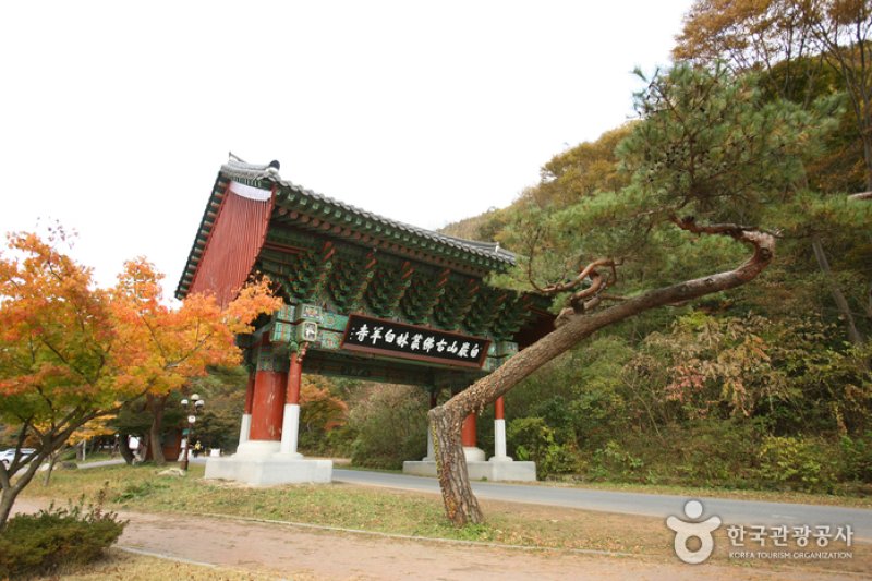 Jangseong Baegyang Maple Festival  (12/12)