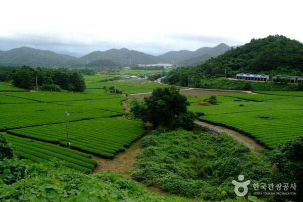 Gangjin Dawon