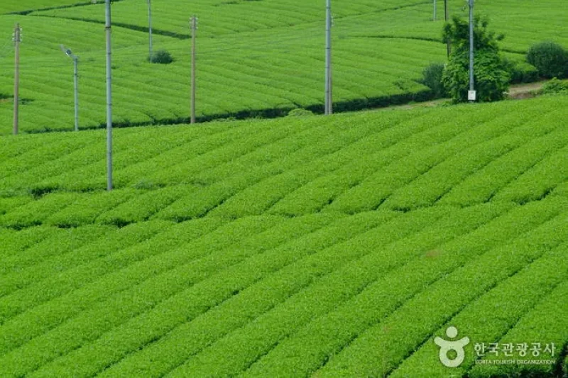 Gangjin Dawon  (2/8)