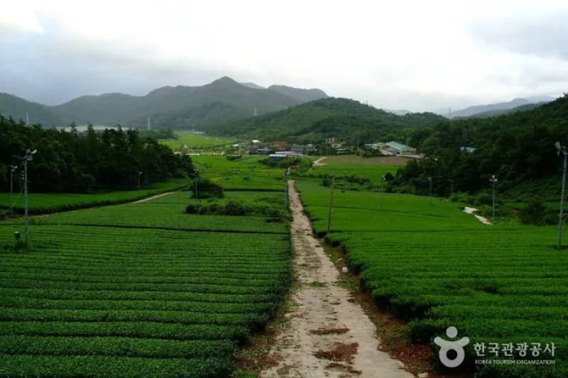 Gangjin Dawon  (5/8)