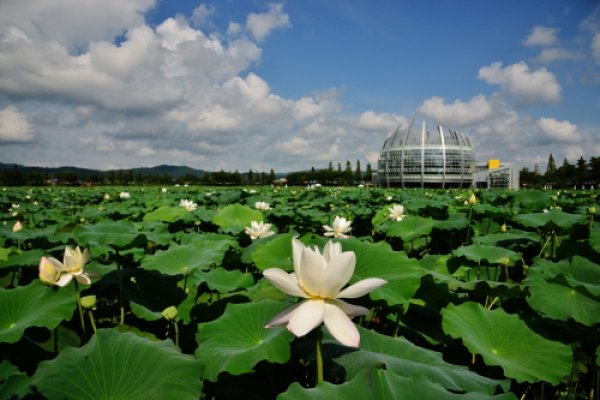 Muan White Lotus Festival