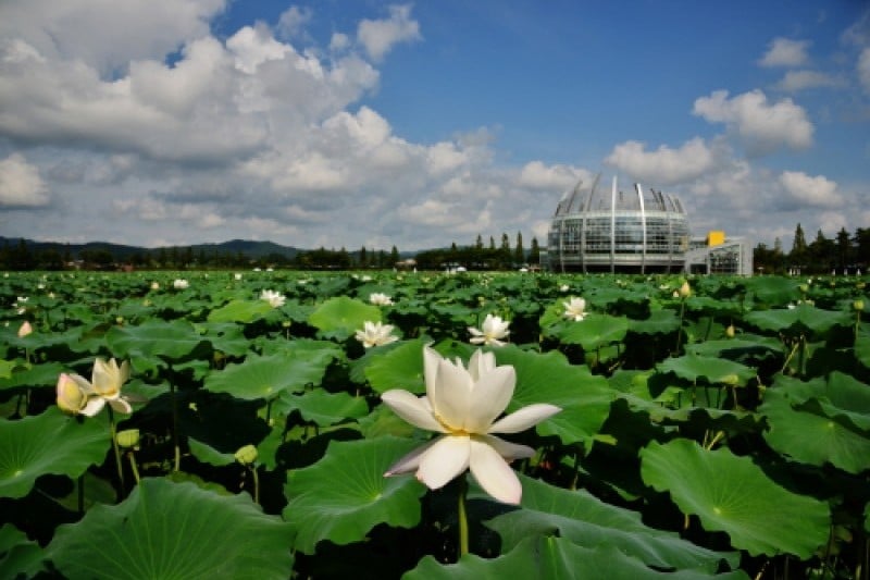 Muan White Lotus Festival  (1/6)