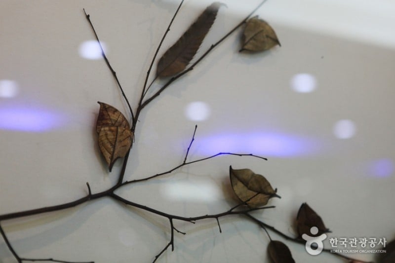 Hampyeong Butterfly Festival  (3/6)