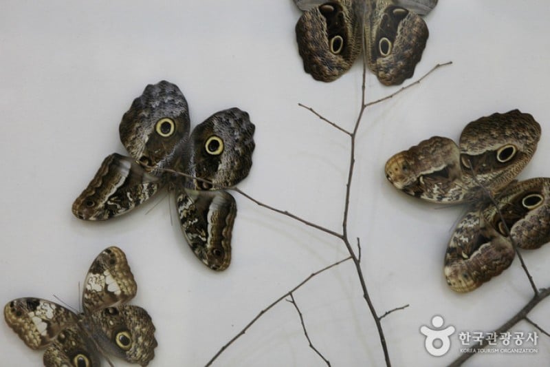 Hampyeong Butterfly Festival  (4/6)