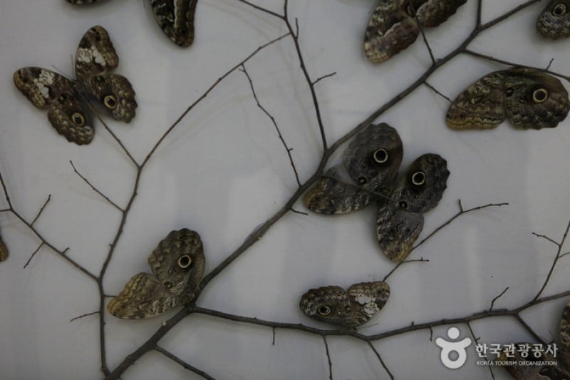 Hampyeong Butterfly Festival  (5/6)
