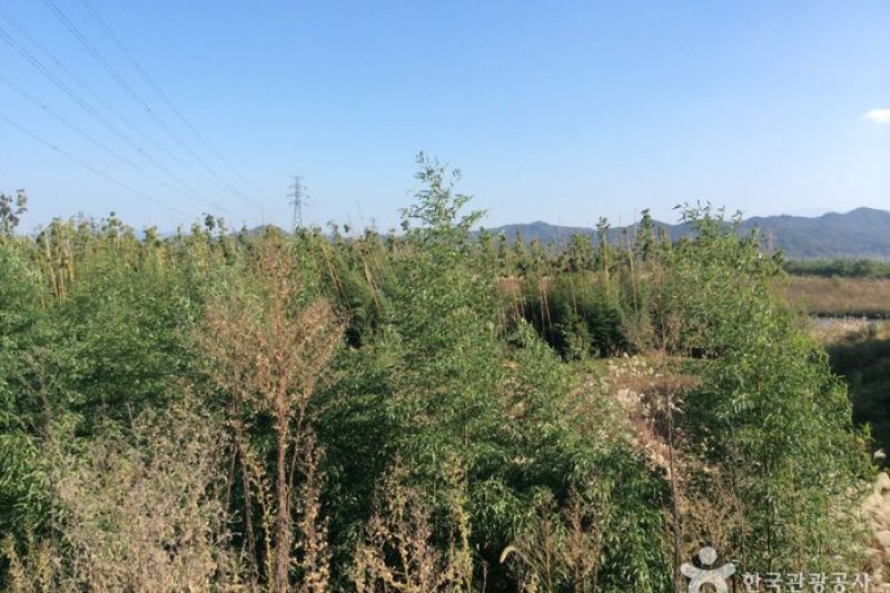 Damyang Bamboo Forest (Damyang Marsh) (담양대나무숲 - 담양습지) (1/4)