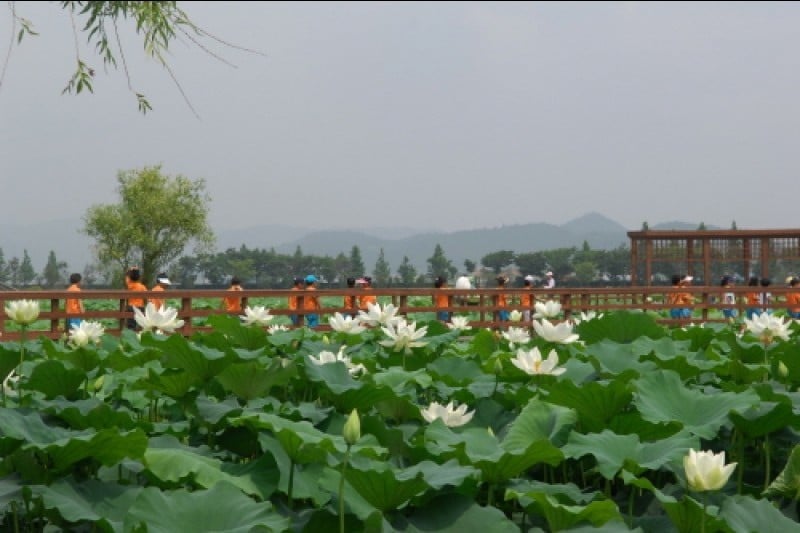Muan White Lotus Festival  (2/6)