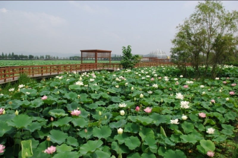 Muan White Lotus Festival  (3/6)