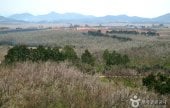 Bohae Plum Farm 