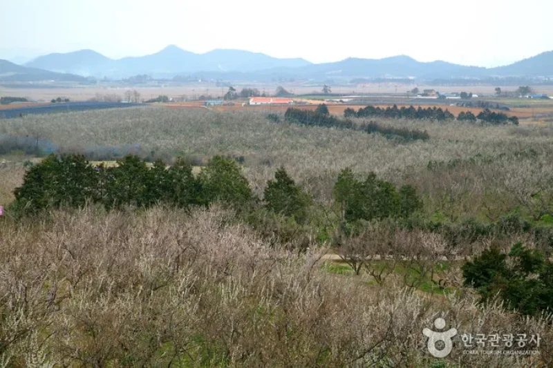 Bohae Plum Farm  (1/9)