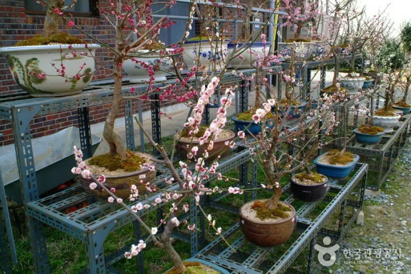 Bohae Plum Farm  (2/9)
