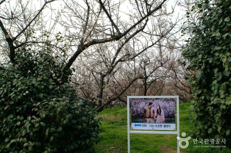 Bohae Plum Farm  (3/9)