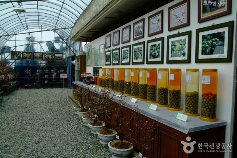 Bohae Plum Farm  (4/9)