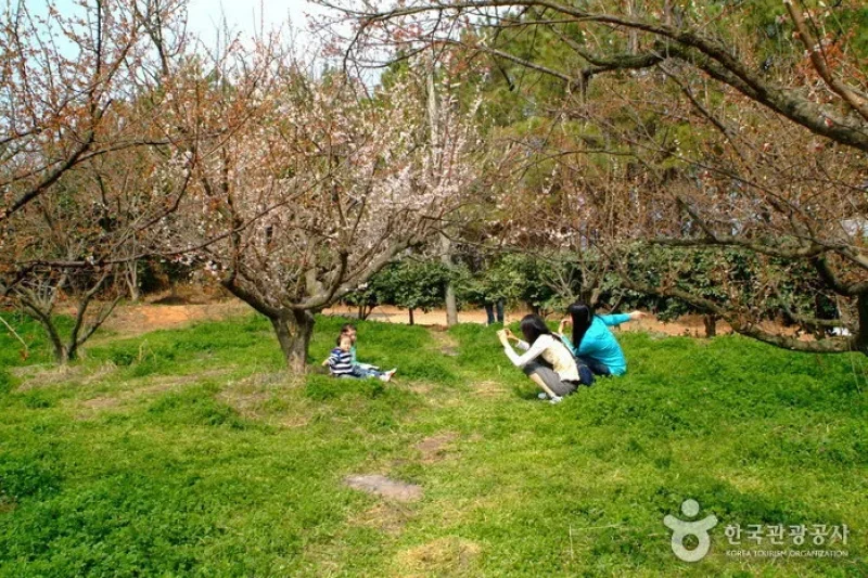 Bohae Plum Farm  (5/9)