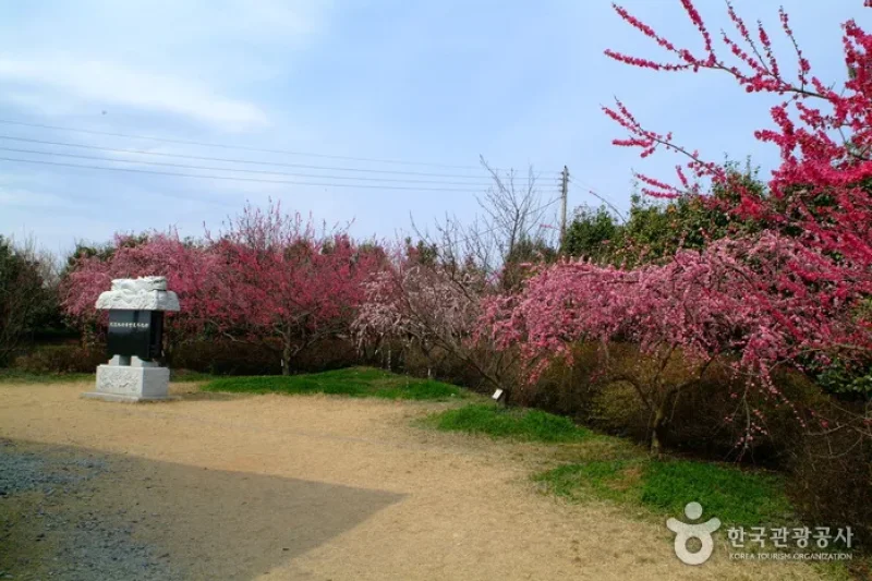 Bohae Plum Farm  (6/9)