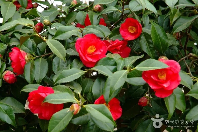 Bohae Plum Farm  (7/9)